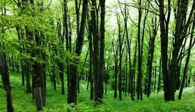 قانون اصلاح ماده (33) اصلاحی قانون حفاظت و بهره برداری از جنگلها و مراتع